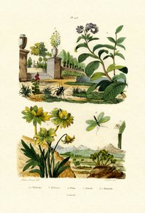 Heliotropo, 1833-39 de French School